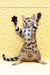 Mia | Bengal Kitten