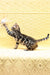 Mia | Bengal Kitten