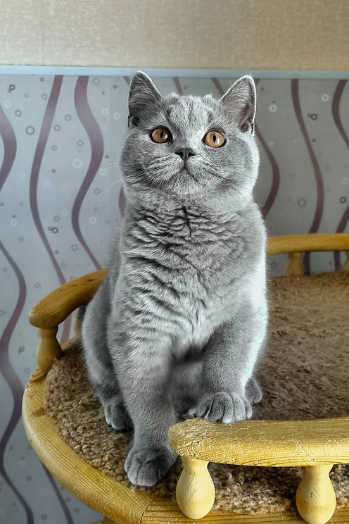 Mia | British Shorthair Kitten