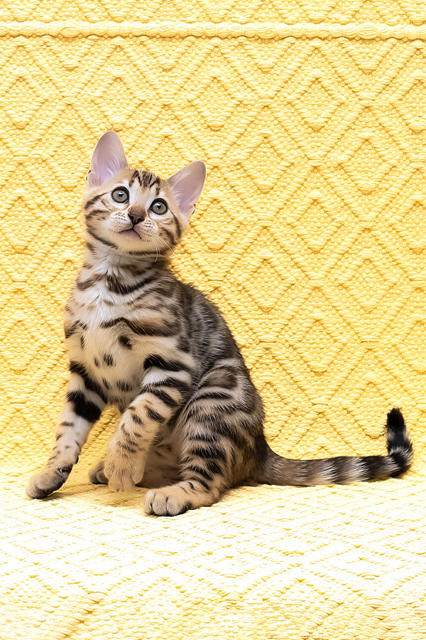 Mia | Bengal Kitten
