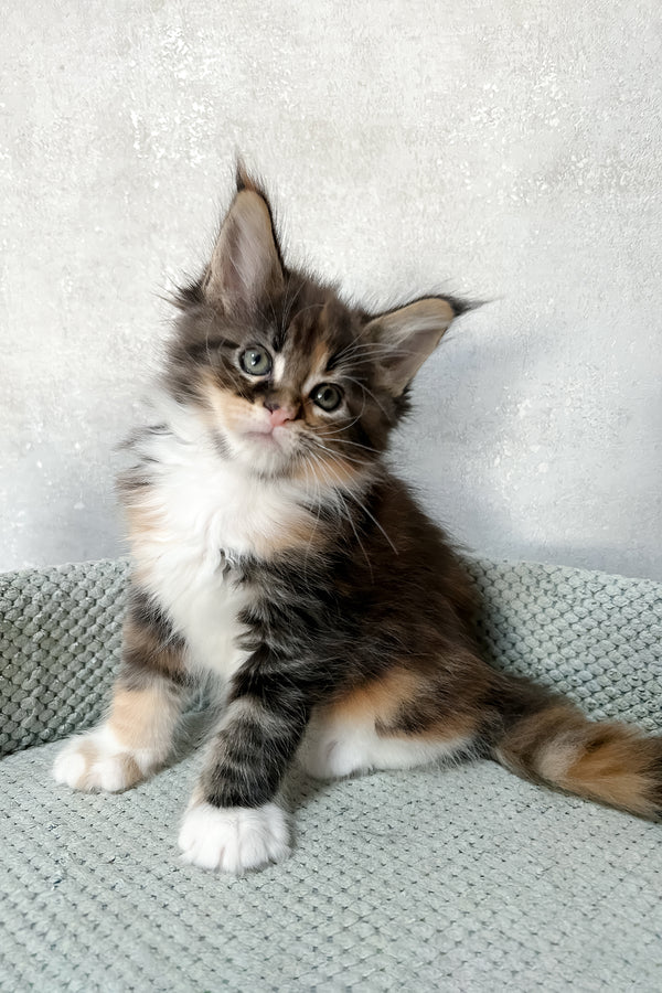 Mia | Maine Coon Kitten