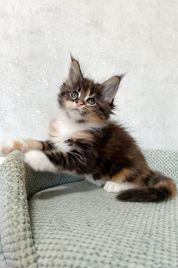 Mia | Maine Coon Kitten
