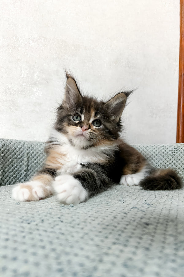 Mia | Maine Coon Kitten