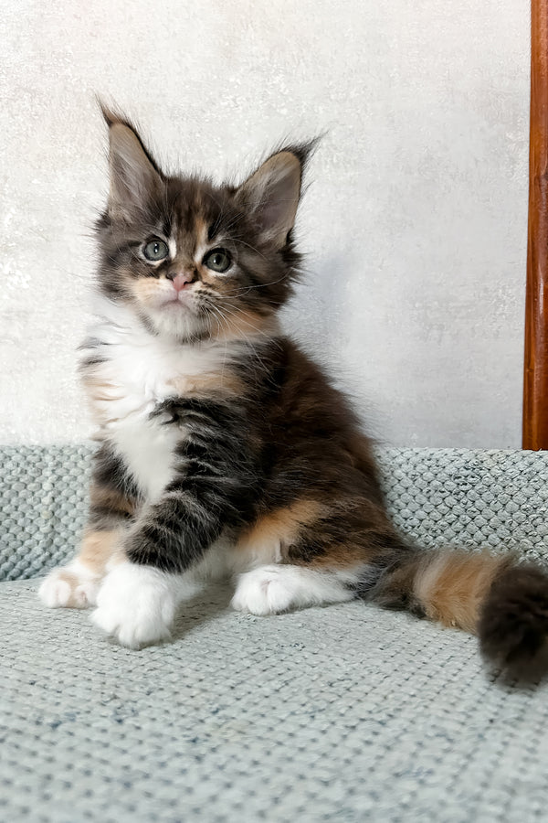 Mia | Maine Coon Kitten