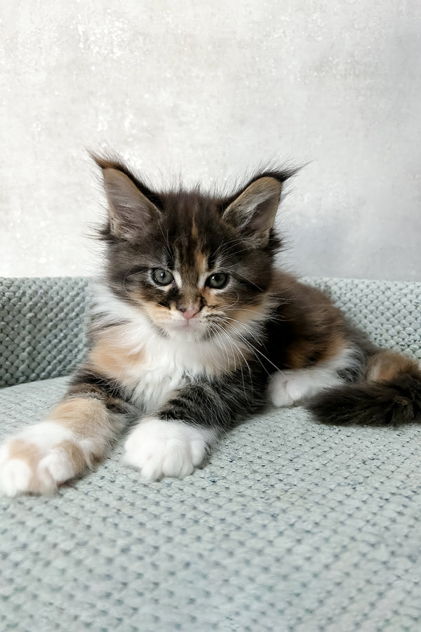 Mia | Maine Coon Kitten