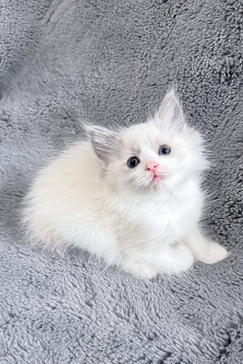 Mia | Ragdoll Kitten