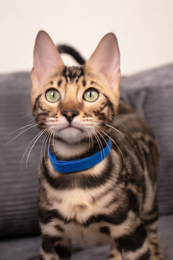 Michael | Bengal Kitten