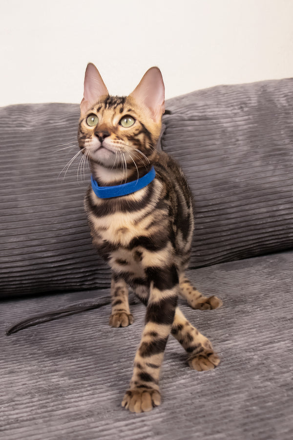 Michael | Bengal Kitten