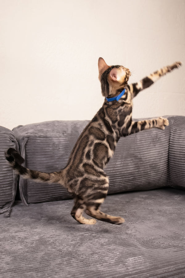 Michael | Bengal Kitten