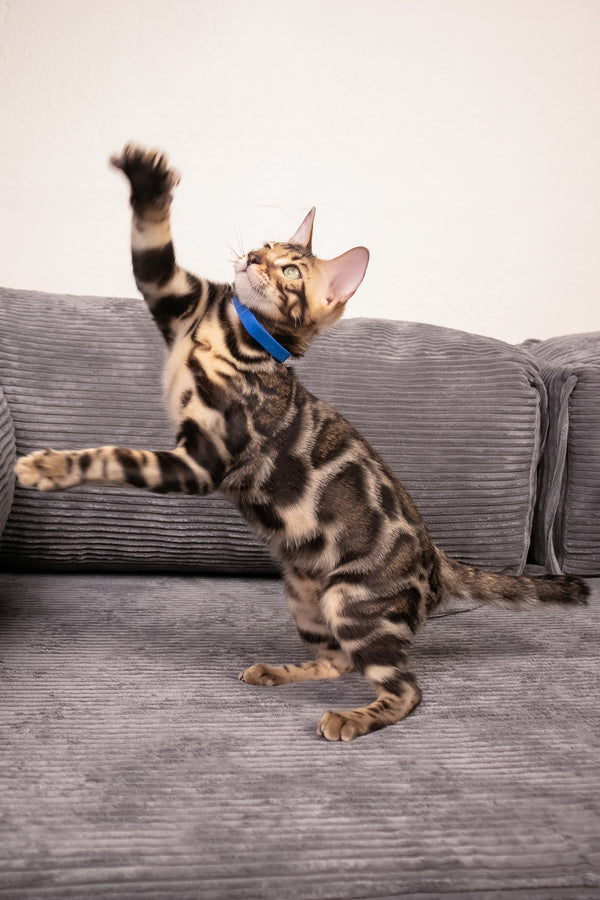 Michael | Bengal Kitten