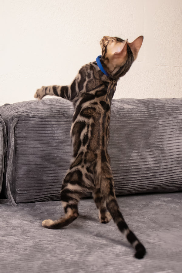 Michael | Bengal Kitten