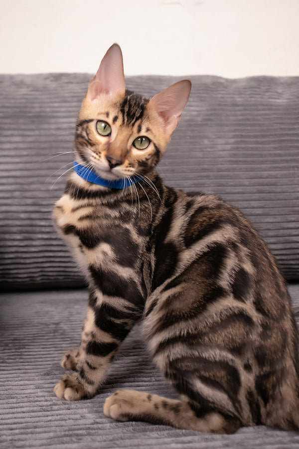 Michael | Bengal Kitten