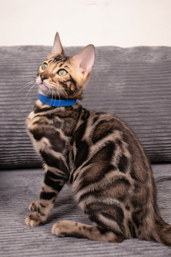 Michael | Bengal Kitten