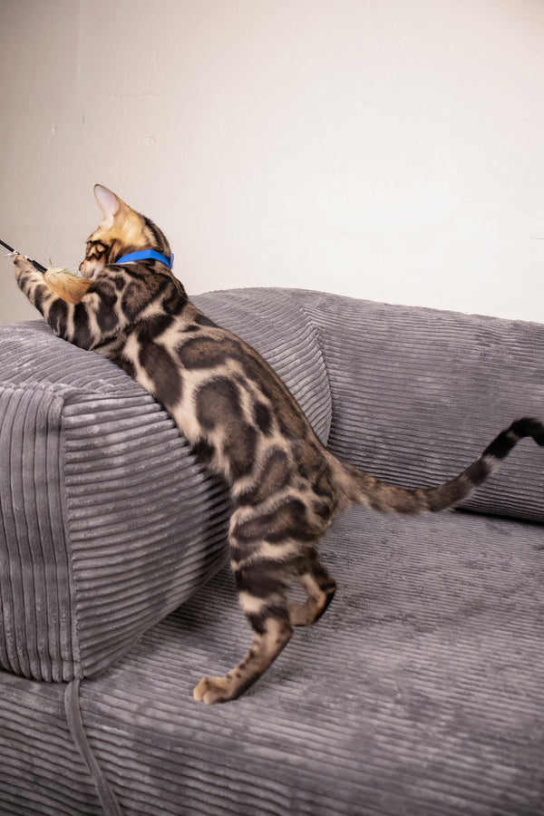 Michael | Bengal Kitten