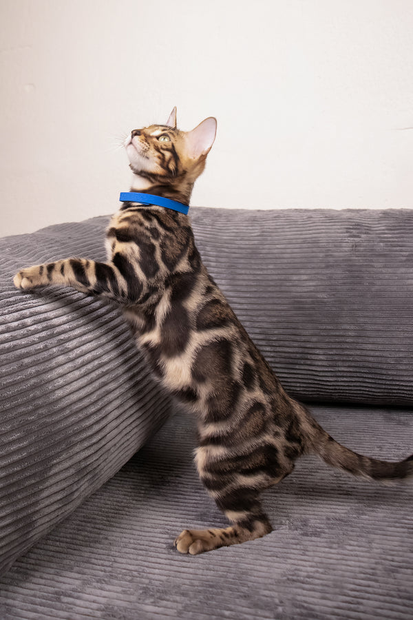 Michael | Bengal Kitten