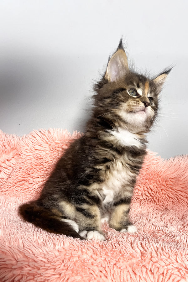 Michelle | Maine Coon Kitten