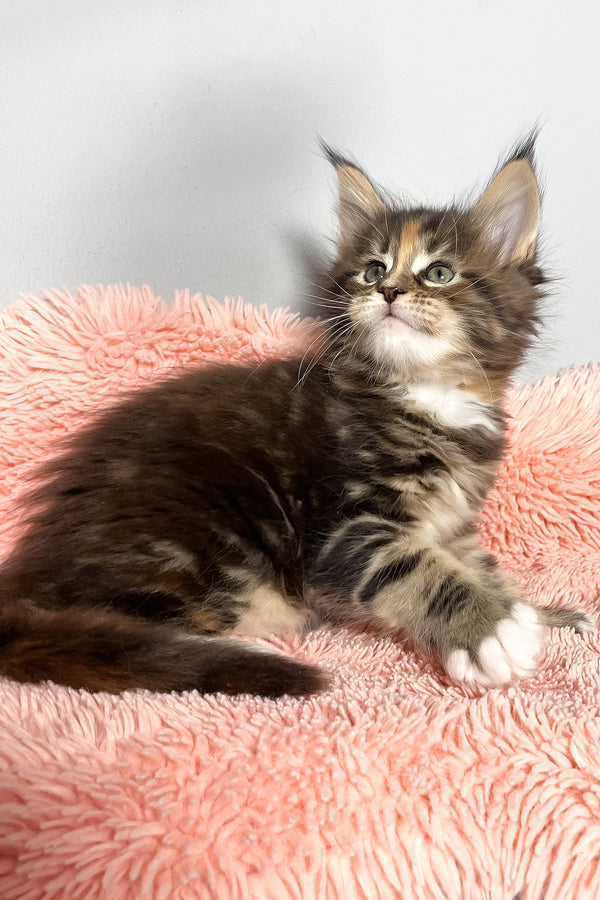 Michelle | Maine Coon Kitten