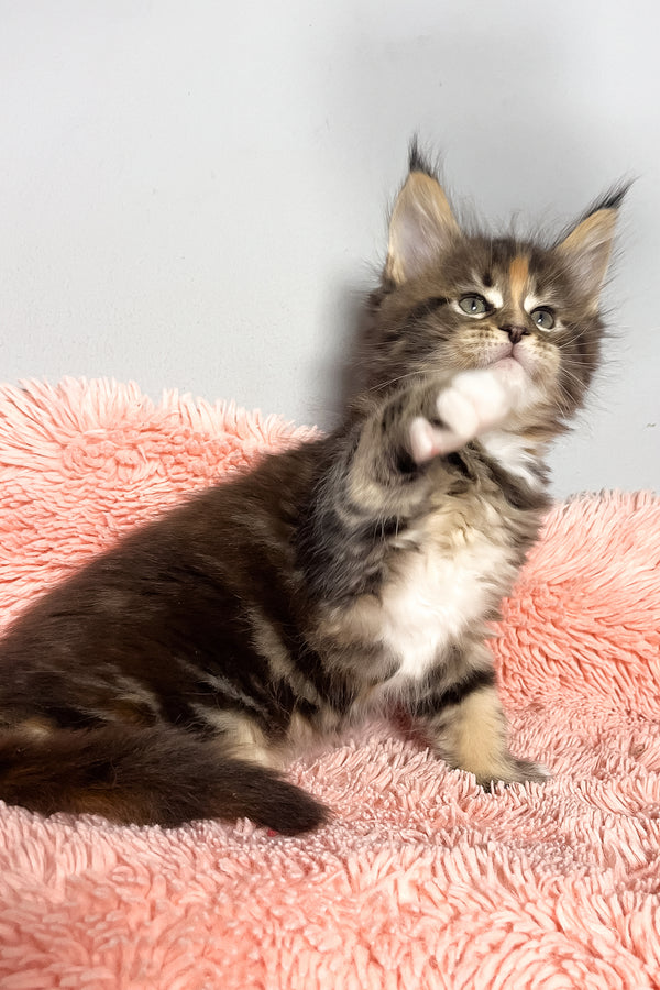 Michelle | Maine Coon Kitten