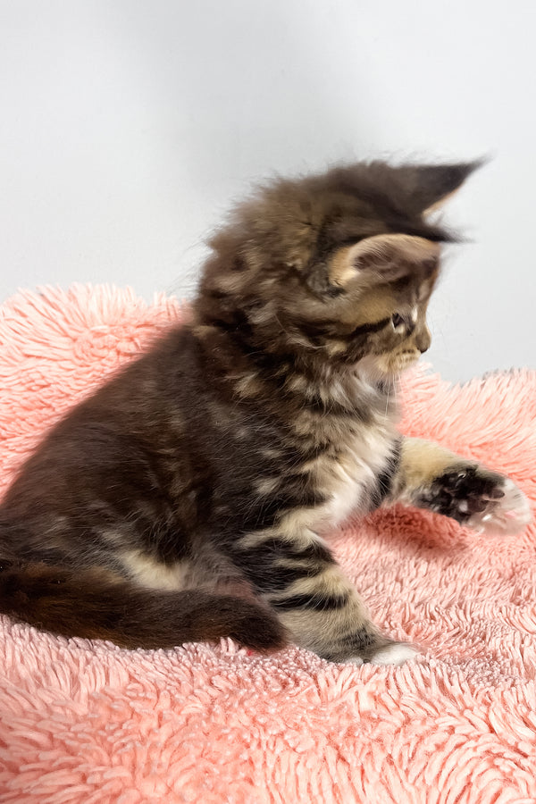 Michelle | Maine Coon Kitten