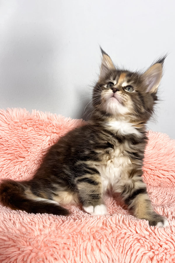 Michelle | Maine Coon Kitten