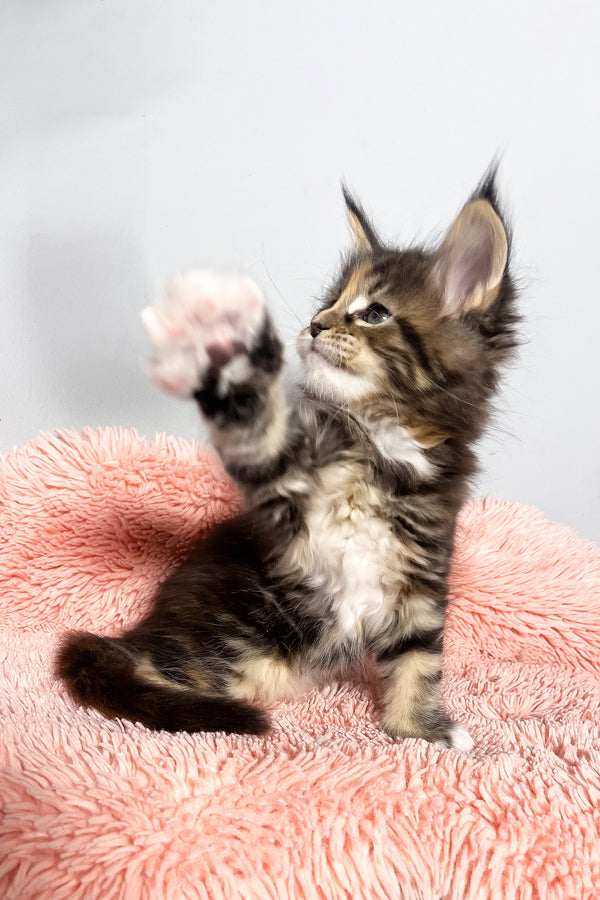Michelle | Maine Coon Kitten