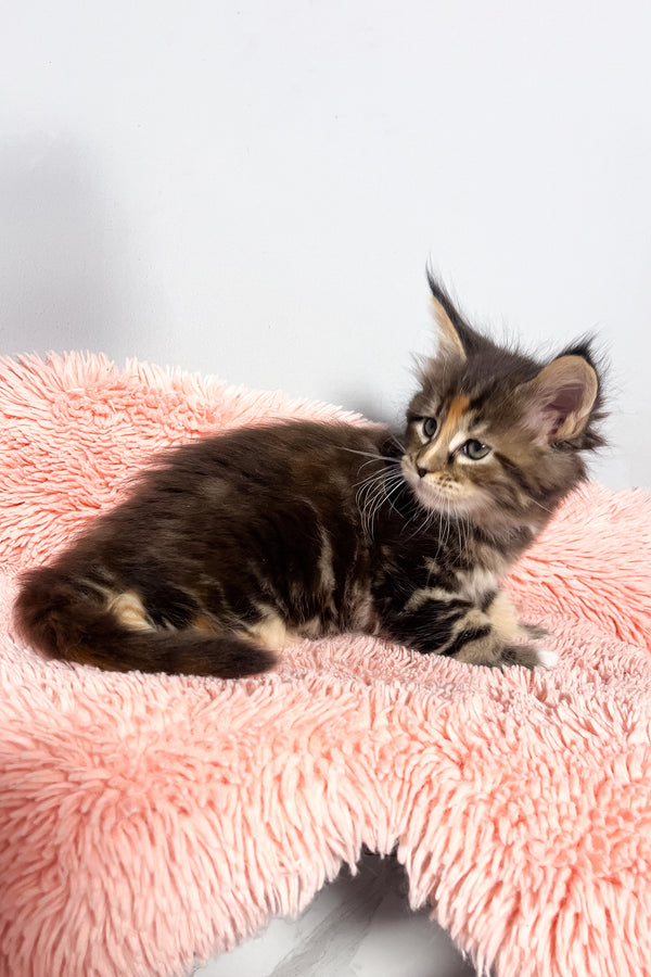 Michelle | Maine Coon Kitten