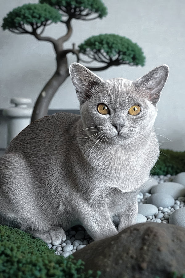 Mila | Burmese Kitten