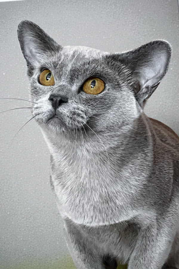 Mila | Burmese Kitten