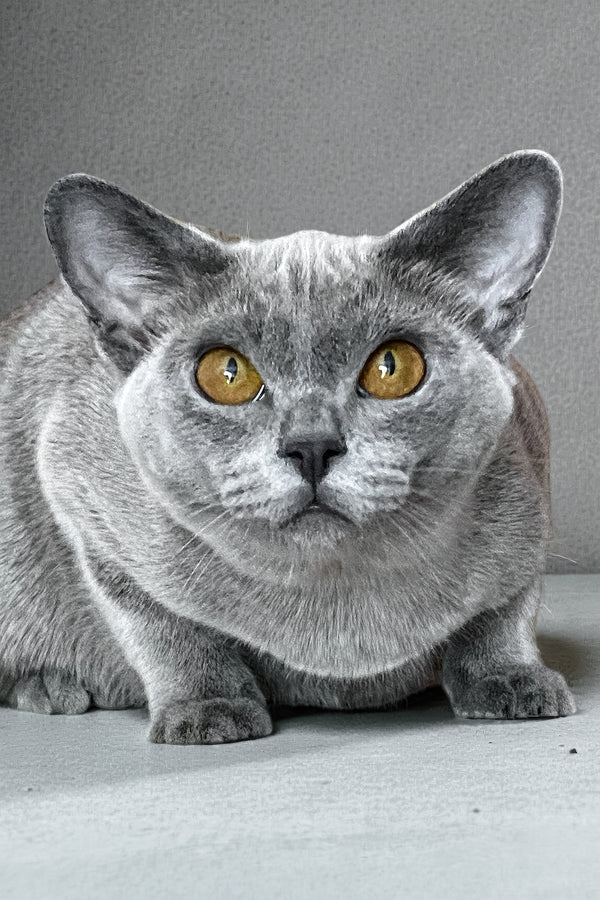 Mila | Burmese Kitten