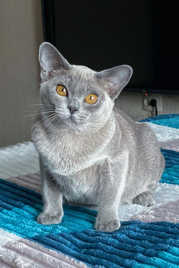 Mila | Burmese Kitten