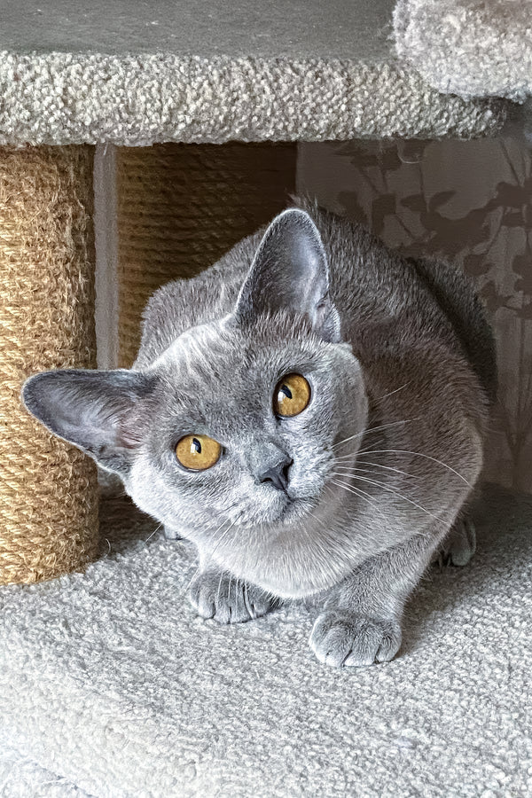 Mila | Burmese Kitten