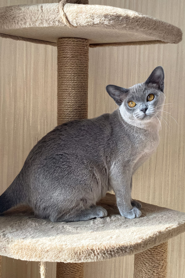 Mila | Burmese Kitten