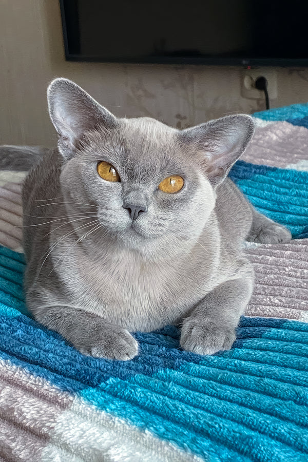 Mila | Burmese Kitten