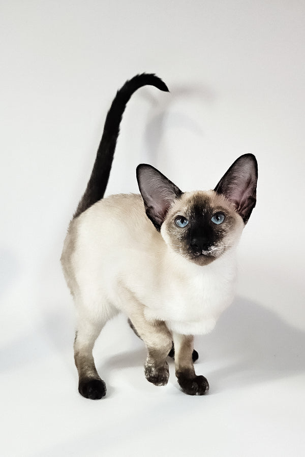 Milana | Oriental Shorthair Kitten