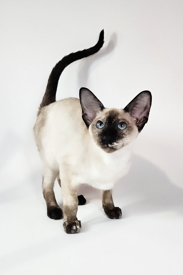 Milana | Oriental Shorthair Kitten