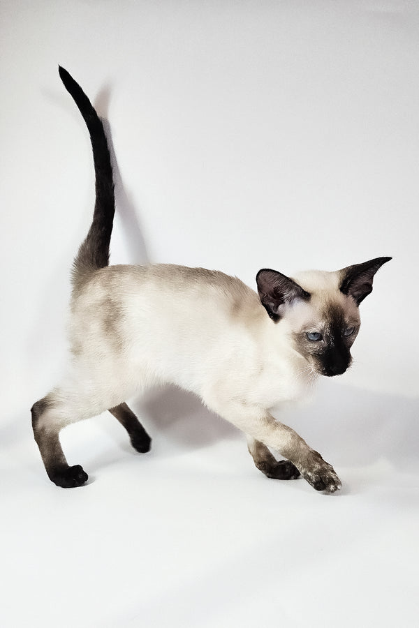 Milana | Oriental Shorthair Kitten