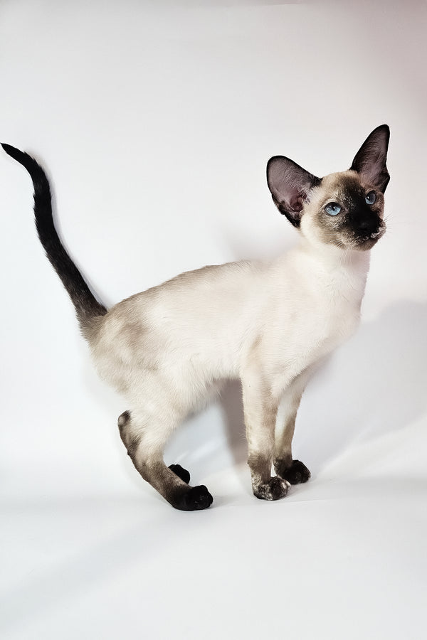 Milana | Oriental Shorthair Kitten