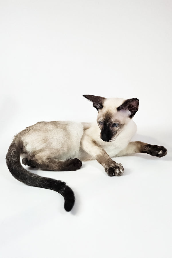 Milana | Oriental Shorthair Kitten