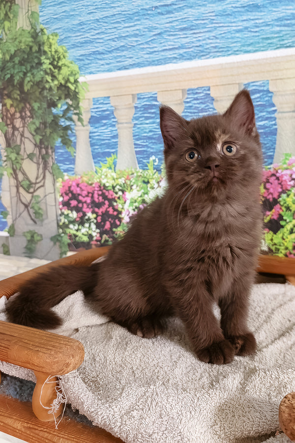 Milana | British Shorthair Kitten