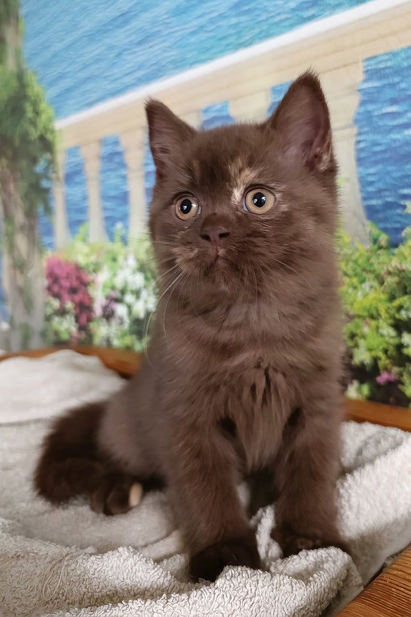 Milana | British Shorthair Kitten