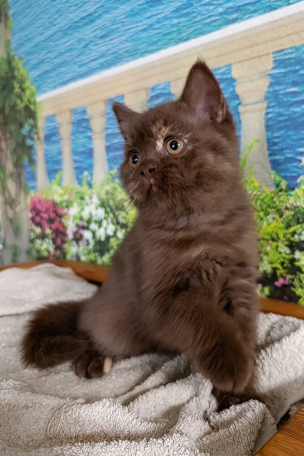 Milana | British Shorthair Kitten