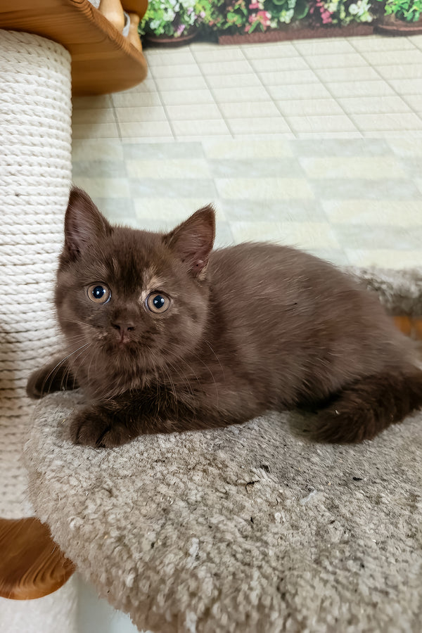 Milana | British Shorthair Kitten