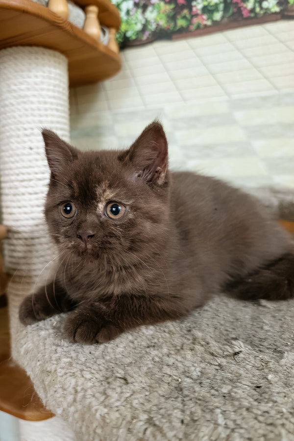 Milana | British Shorthair Kitten