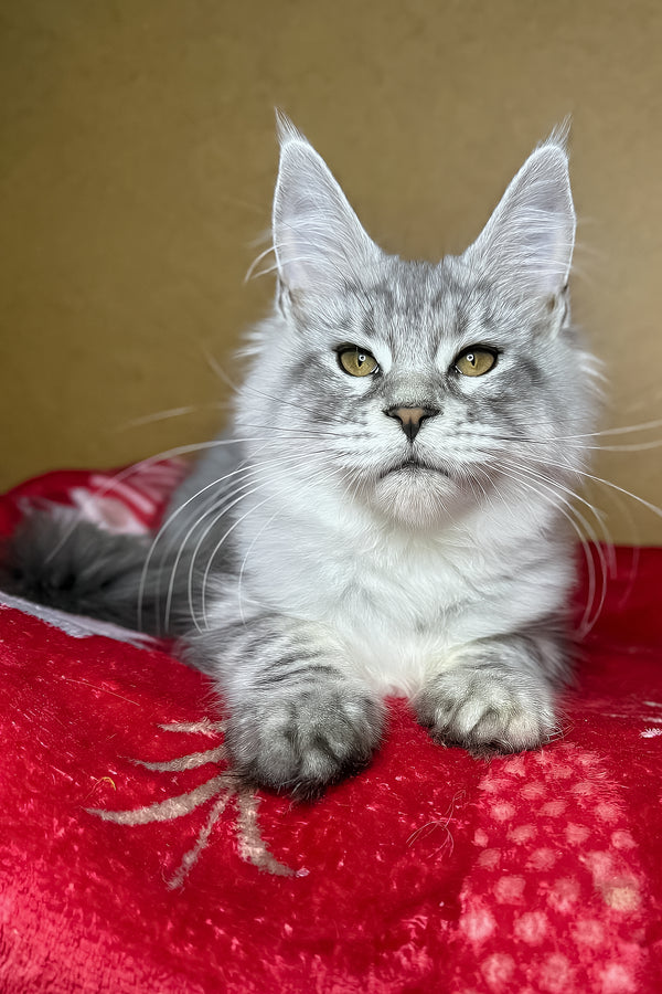 Milanija | Maine Coon Kitten