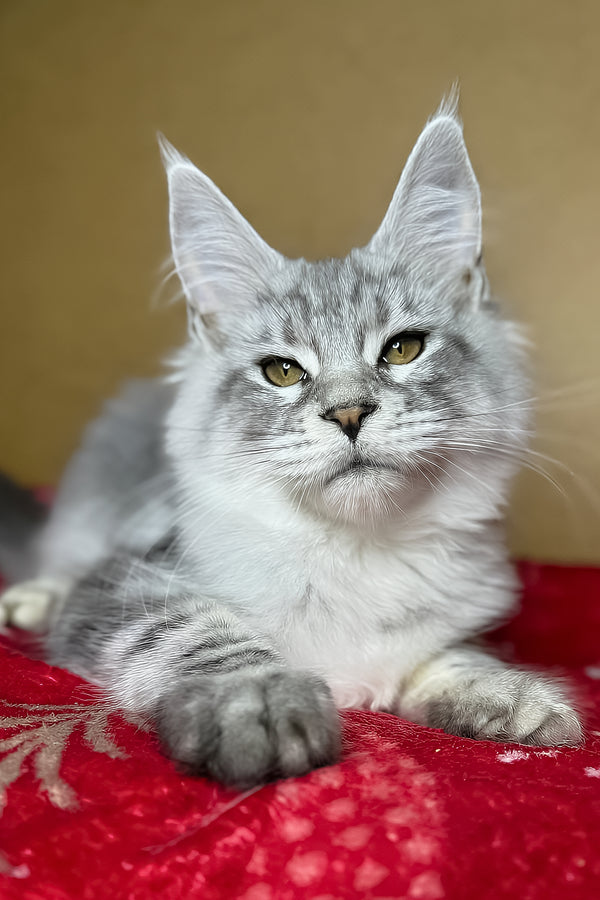 Milanija | Maine Coon Kitten