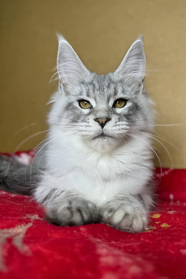 Milanija | Maine Coon Kitten