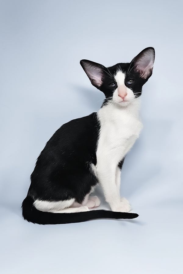 Milka | Oriental Shorthair Kitten