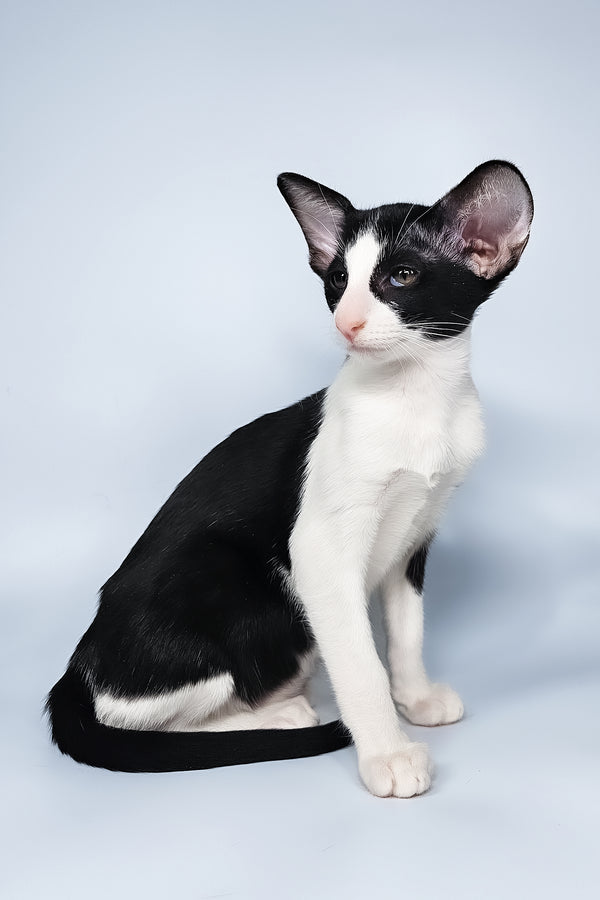Milka | Oriental Shorthair Kitten