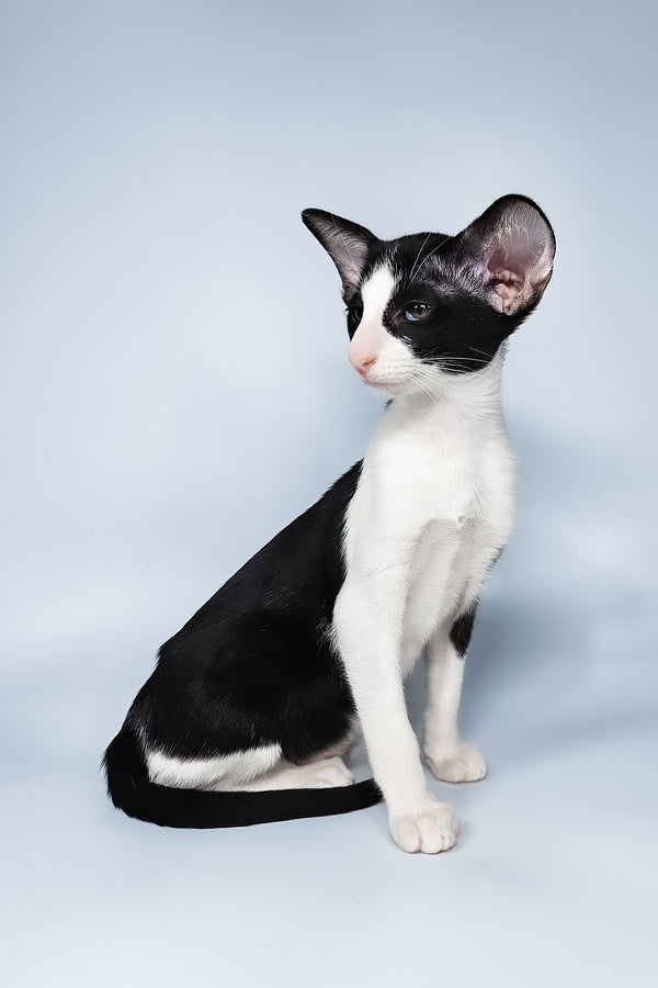 Milka | Oriental Shorthair Kitten
