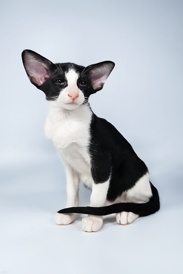 Milka | Oriental Shorthair Kitten